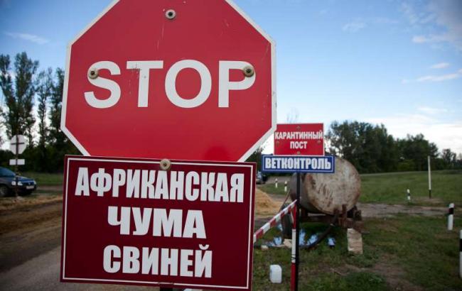 В Киевской и Житомирской обл. выявили африканскую чуму свиней