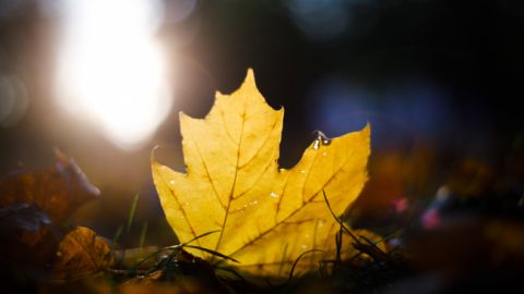 Зима отменяется: синоптики резко изменили прогноз погоды