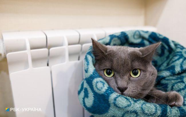 Швейцарцям, у яких взимку в будинку буде тепліше +19 градусів, загрожує в'язниця