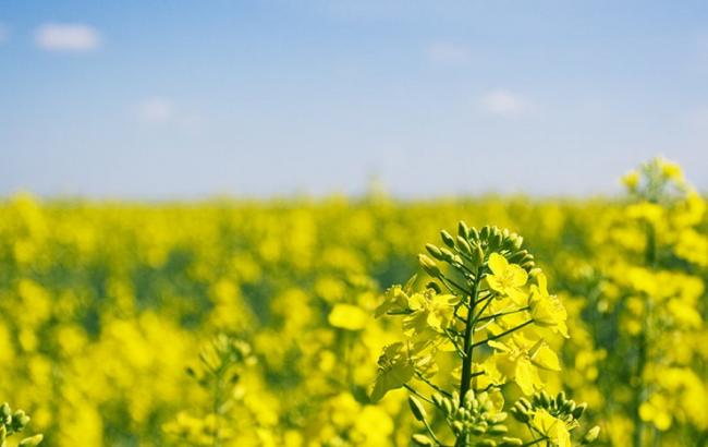 В МинАП назвали ожидаемый уровень посевной площади