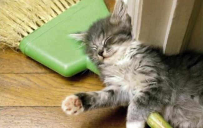 Уборка с котом или уборка котом?