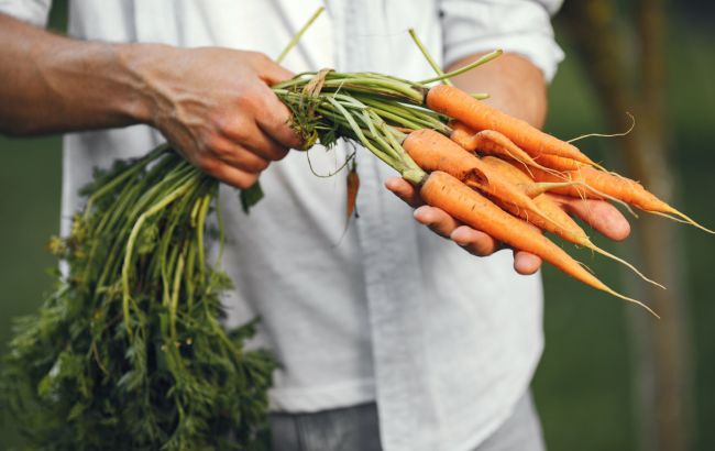 4 лучших украинских сорта моркови для большого урожая