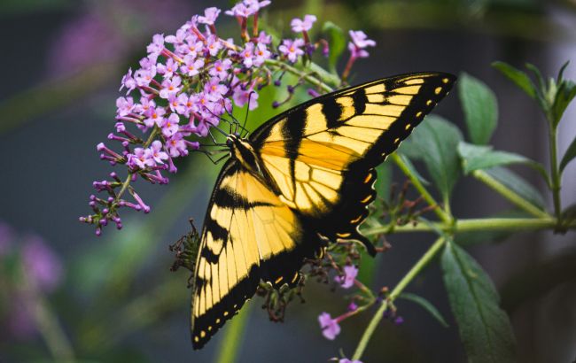 Из вредителей - в Красную книгу: почему в Украине исчезают бабочки и какие виды под угрозой