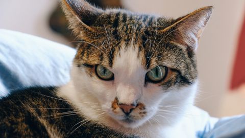 5 пород кошек, которых вам вряд ли захочется погладить