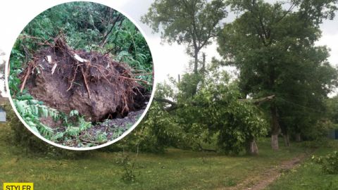 Дерева виривало з корінням: по Західній Україні пройшов буревій