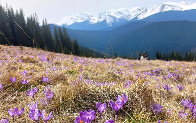 В Карпаты пришла весна: невероятные фото с горных вершин, усеяных цветами