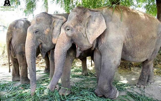 В Индии три слонихи спасены из рабства после 50 лет жизни в кочевом цирке