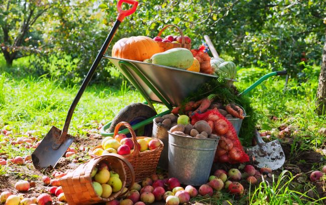 Календар городника на вересень: коли садити часник і збирати картоплю