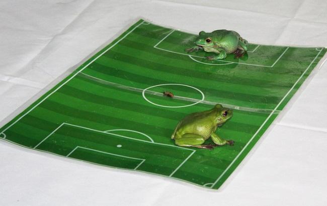 В России победу над Англией предсказали с помощью лягушек и тараканов