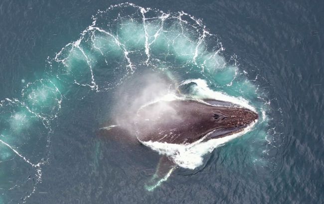 Крупнейшие животные на Земле: Украинские полярники показали китов в Антарктике