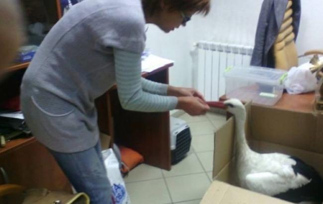 Как живет реабилитационный центр для птиц, куда забрали аиста с Крещатика