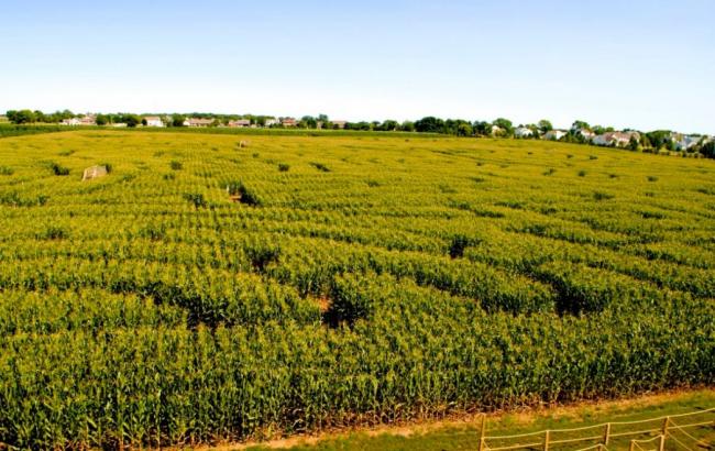 Кукурузный лабиринт: В Киеве построят первый агропарк