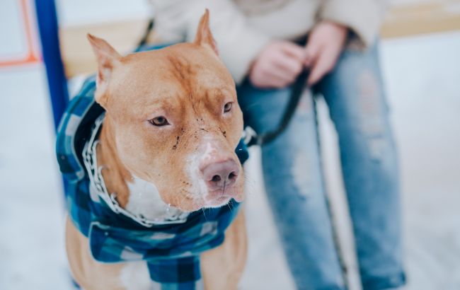 Ці гаджети абсолютно непотрібні для домашніх тварин: на що не варто витрачати гроші