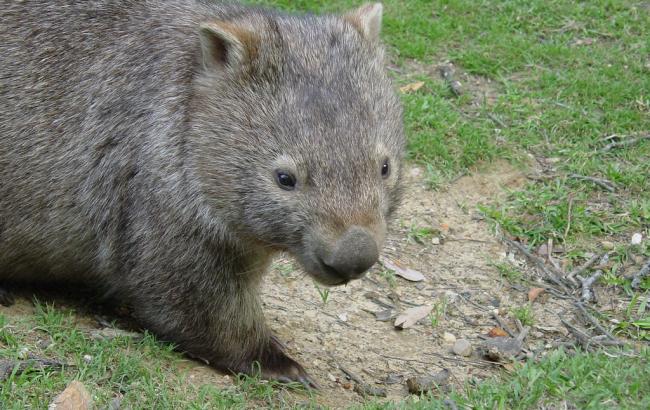 В Австралії помер найстаріший у світі вомбат