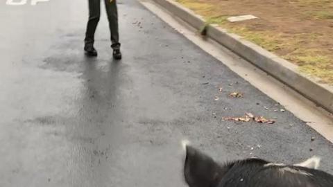 Американські копи приручили гігантську свиню-втікачку