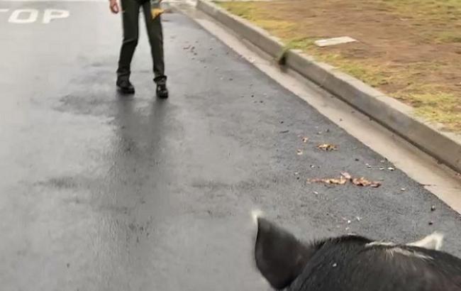 Американские копы приручили сбежавшую гигантскую свинью