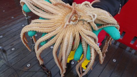 Українські полярники показали морську фауну з дна Південного океану: захоплюючі фото