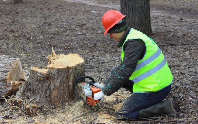 В Киеве ради смотровой площадки спилили 160 деревьев