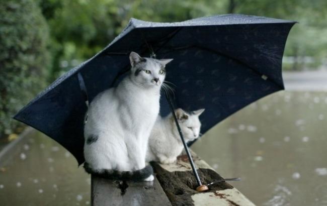 Погода на завтра: на всій території України очікуються дощі, температура до +21