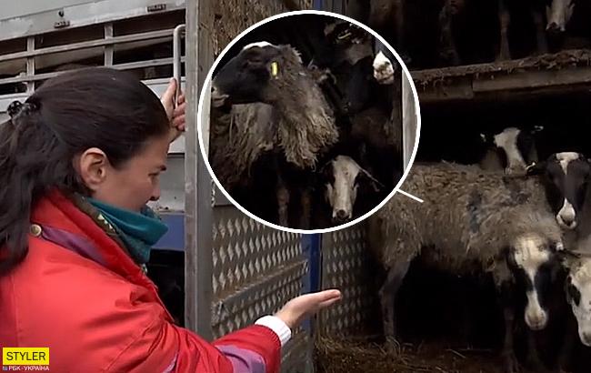 Вівці в Чорноморському порту: чиновники дали шанс на порятунок тварин