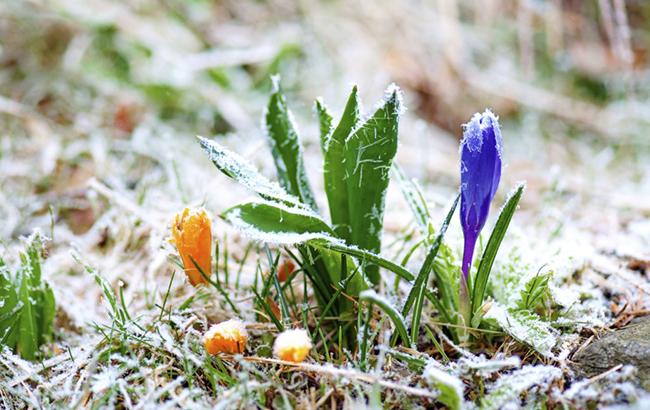 Синоптики попереджають про заморозки в Україні