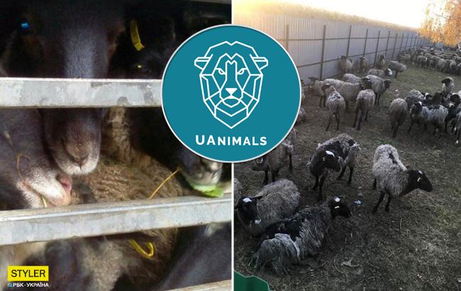 Зоозащитники хотят выкупить овец, освобожденных из Черноморского порта