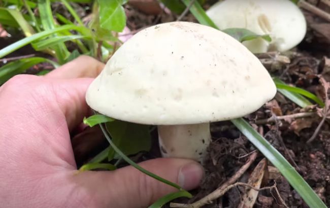 Готуйте кошики! Цей смачний гриб з'являється у травні та росте великими групами