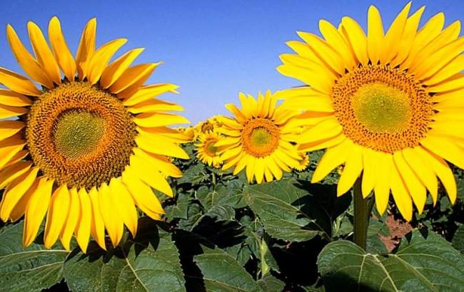 Урожай олійних культур в 2015 р. очікується на рівні 15,3 млн т, - УКАБ