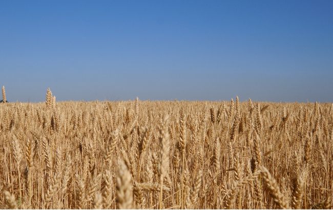 "Всі площі ранніх зернових засіяли": голова Кіровоградської ОВА розповів про посівну