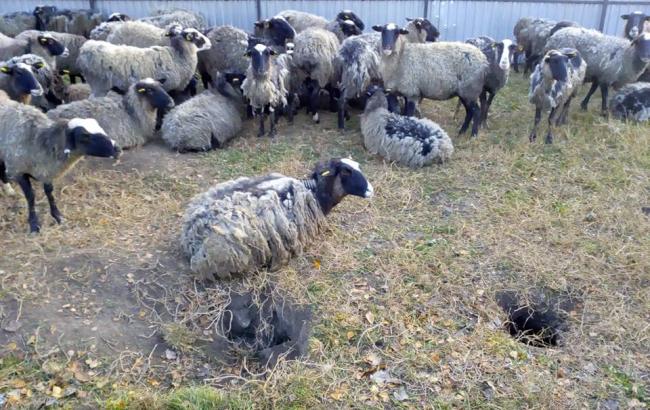 Вівці в Чорноморському порту: стали відомі страшні подробиці стану тварин