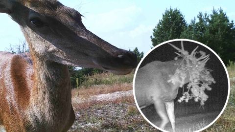 Не с того копыта встал: в Чернобыле показали курьезные снимки животных с фотоловушек