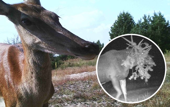 Не з того копита встав: у Чорнобилі показали курйозні знімки тварин із фотопасток