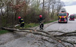Негода в Україні: через падіння дерев загинули та постраждали люди