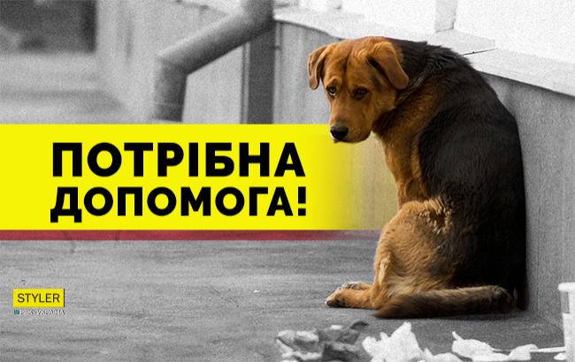 Потрібна допомога: у Полтавській області можуть загинути понад 30 тварин