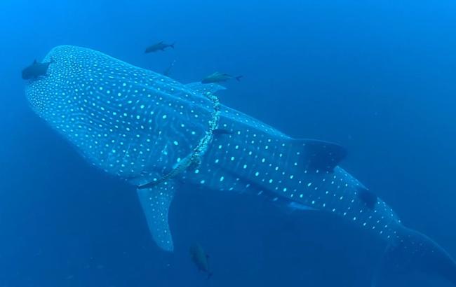 Огромная китовая акула позволила водолазу освободить ее от сетей