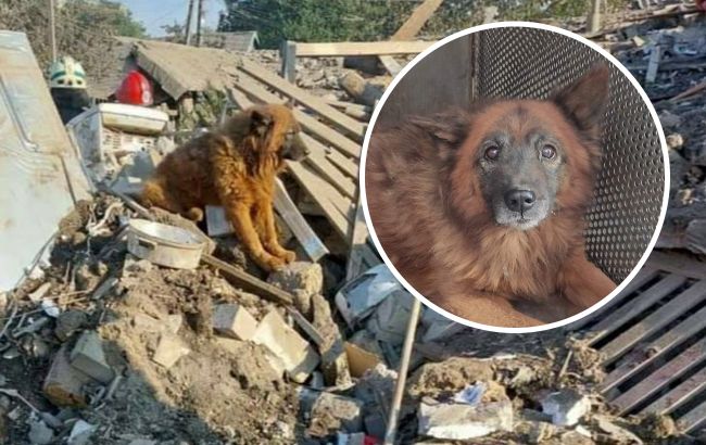 Его зовут Крым: на руинах разбомбленного дома в Днепре нашли собаку