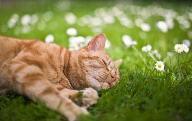 Погода на завтра: в Украине преимущественно без осадков, температура до +22