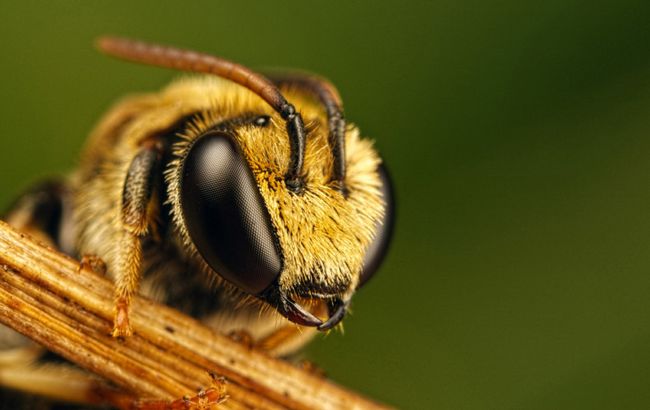 Волинь атакують агресивні п'яні бджоли: вони бешкетують і знищують вулики