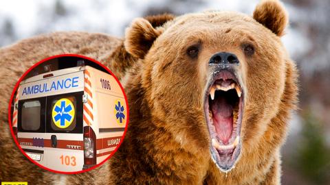У Харківській області ведмідь накинувся на працівницю бази відпочинку: подробиці інциденту