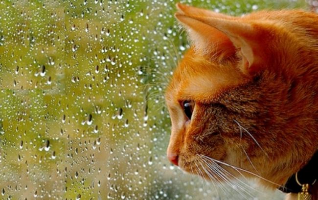 Погода на сегодня: в Украине местами дожди, температура до +23