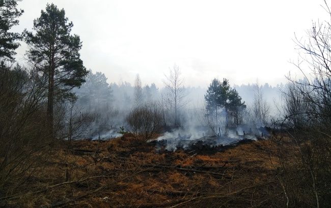 Лісові пожежі в Житомирській області стали найбільшими за 24 роки