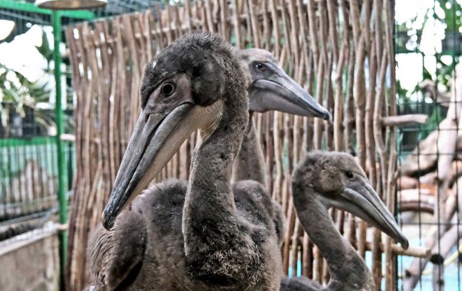 У Київському зоопарку народилися рідкісні рожеві пелікани (фото)