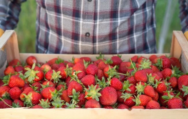 Клубничная империя Польши: как страна стала лидером по экспорту замороженных ягод