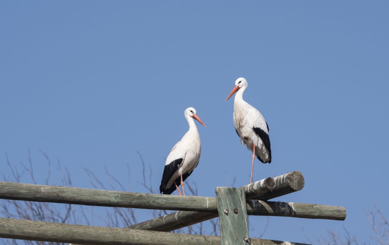 Чому птахи літають у вирій і чи "відмовляться" від міграції через теплі зими