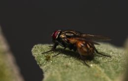 Зачем мухи постоянно потирают лапки: энтомолог назвал истинную причину