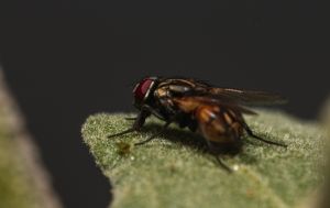 Навіщо мухи постійно потирають лапки: ентомолог назвав справжню причину