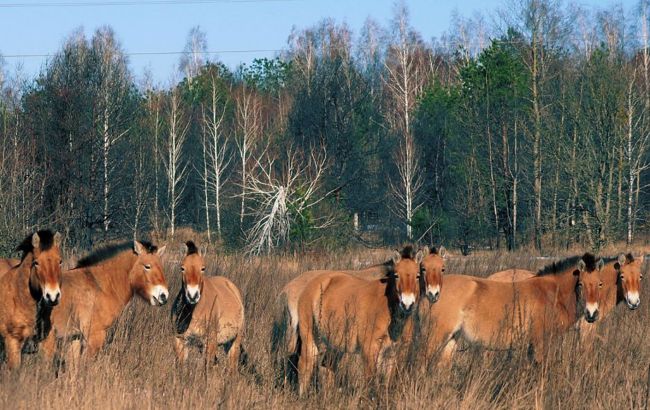 Животные возвращаются в Чернобыль: в заповеднике стало больше лошадей и оленей