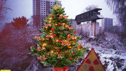 Новый год 2019: как правильно выбрать елку и в какую цену она обойдется