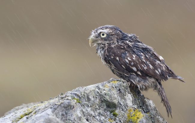 Погода на завтра: в Украине местами дожди, температура до +8