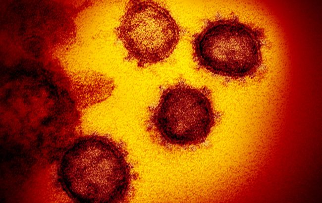 Вчені США опублікували фотографії коронавіруса під мікроскопом